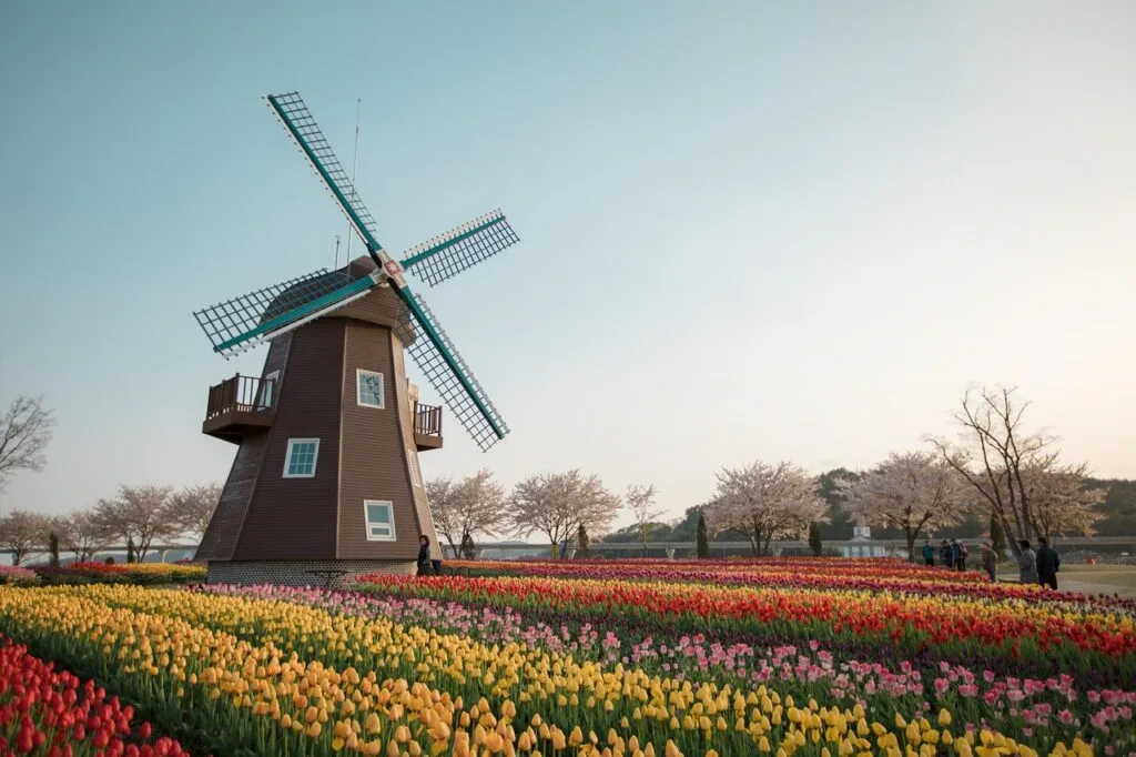 dutch 