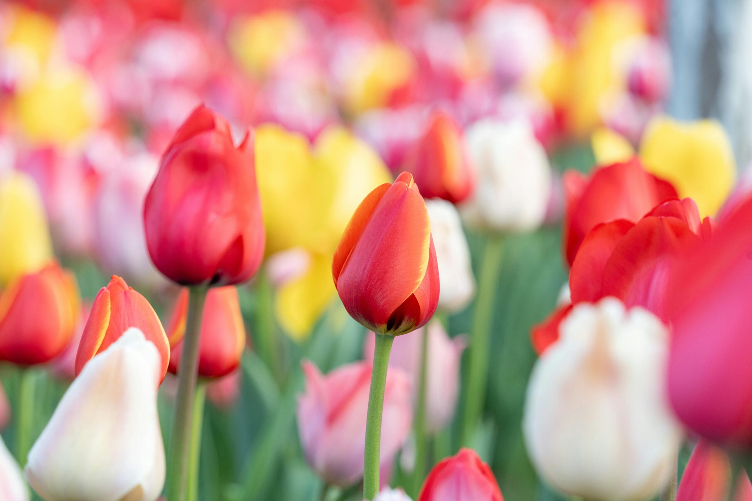 2026 Hollanda Lale Bahçeleri Rehberi