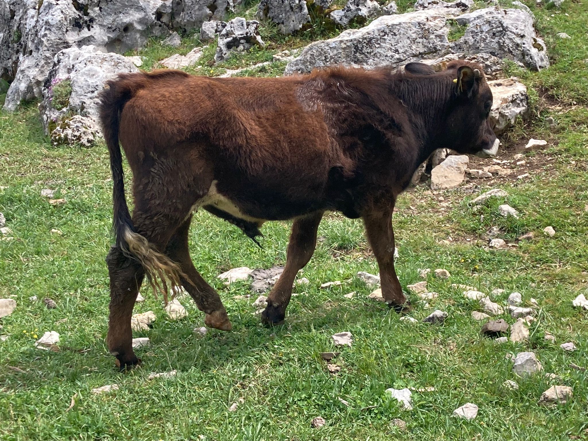 Paşa Yenge